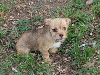 Yorkshire Terrier and Shih Tzu Dogs Available for Adoption in Alafaya, Florida - Brandy | PetCurious