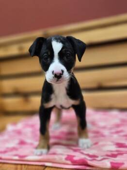 Mixed Breed Dogs Available for Adoption - Button | PetCurious