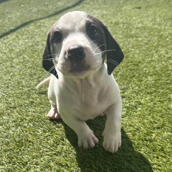 Basset Hound Dogs Available for Adoption in Loxahatchee Groves, Florida - RYDER 5815 | PetCurious