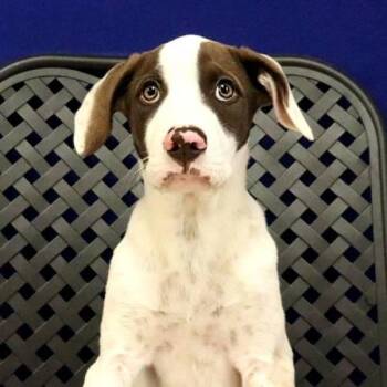 Liver -  Labrador Retriever Dog for Adoption in Midland, Texas - Liver | PetCurious