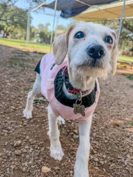 Opal -  Wirehaired Terrier and Chihuahua Dog for Adoption in Marble Falls, Texas - Opal | PetCurious