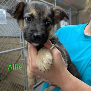 German Shepherd Dog and Beagle Dogs Available for Adoption in Greenville, Pennsylvania - Alfie | PetCurious
