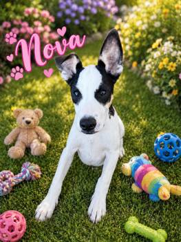 Nova -  Terrier and Feist Dog for Adoption in Wanaque, New Jersey - Nova | PetCurious