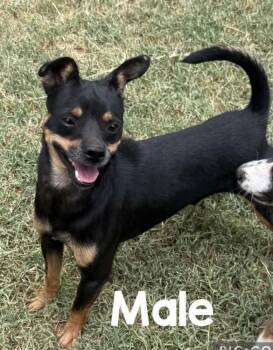 Dodge -  Chihuahua Dog for Adoption in Boulder, Colorado - Dodge | PetCurious