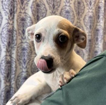 Jay -  Mixed Breed Dog for Adoption in Honolulu, Hawaii - Jay | PetCurious