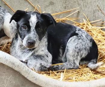Australian Cattle Dog Blue Heeler Dogs Available for Adoption - Ranger | PetCurious