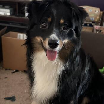 Sugar Bear -  Australian Shepherd Dog Available for Adoption in Richmond, Virginia - Sugar Bear | PetCurious
