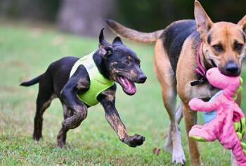 Lizzie -  Shepherd and Catahoula Leopard Dog Dog for Adoption in Falmouth, Maine - Lizzie | PetCurious