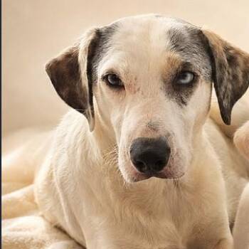 BonBon -  Catahoula Leopard Dog Dog for Adoption in Boca Raton, Florida - BonBon | PetCurious