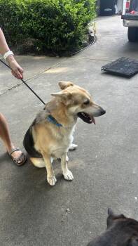 Shepherd Dogs Available for Adoption - Whiskey | PetCurious