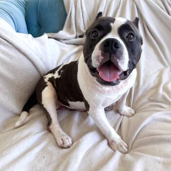 Sheldon -  American Bully and Mixed Breed Dog for Adoption in Corpus Christi, Texas - Sheldon | PetCurious