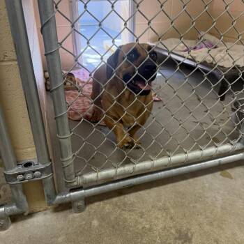 Anita -  Beagle and Dachshund Dog for Adoption in Buellton, California - Anita | PetCurious