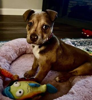 Mixed Breed Dogs Available for Adoption - Munch | PetCurious