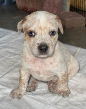 Ned -  Australian Cattle Dog Blue Heeler and Mastiff Dog for Adoption in Marietta, Georgia - Ned | PetCurious