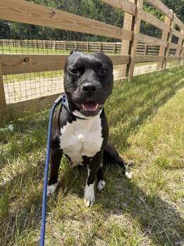 PRINCESS -  Pit Bull Terrier Dog for Adoption in Indianapolis, Indiana - PRINCESS | PetCurious