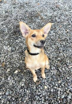 Hunny Bunny -  Australian Shepherd Dog for Adoption in Mocksville, North Carolina - Hunny Bunny | PetCurious