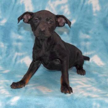 Artemis -  Dachshund Dog for Adoption in Eureka, California - Artemis | PetCurious