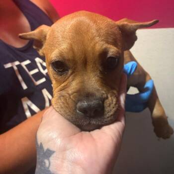 JADA -  Pug and Mixed Breed Dog for Adoption in Richmond, California - JADA | PetCurious