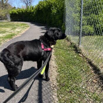 Border Collie Dogs Available for Adoption - Dean | PetCurious