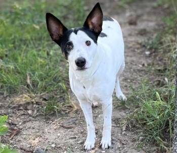 DOUG -  Staffordshire Bull Terrier and Mixed Breed Dog for Adoption in Houston, Texas - DOUG | PetCurious