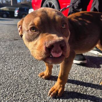Charlotte -  Pit Bull Terrier Dog for Adoption in Savannah, Georgia - Charlotte | PetCurious