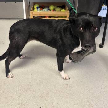 Scout -  Mixed Breed Dog for Adoption in Lake Jackson, Texas - Scout | PetCurious