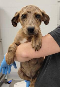 Nebraska -  Mixed Breed Dog for Adoption in Chillicothe, Ohio - Nebraska | PetCurious
