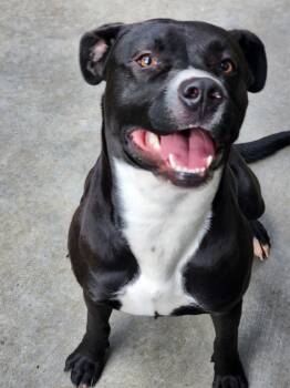 Nico -  Pit Bull Terrier Dog for Adoption in Estes Park, Colorado - Nico | PetCurious