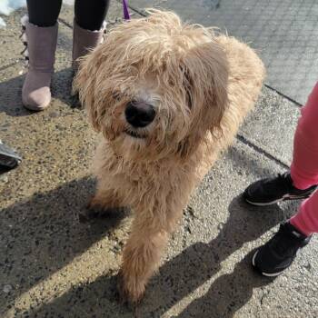 Max -  Mixed Breed Dog for Adoption in Philadelphia, Pennsylvania - Max | PetCurious