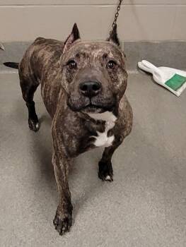 Rescue Pit Bull Terrier Dogs for Adoption in Hopkinsville, Kentucky - Cali | PetCurious