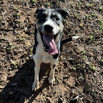 Miso -  Husky Dog for Adoption - Miso | PetCurious