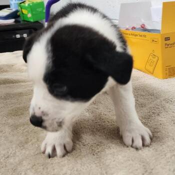 Mixed Breed Dogs Available for Adoption in Evensville, Tennessee - Jakob | PetCurious