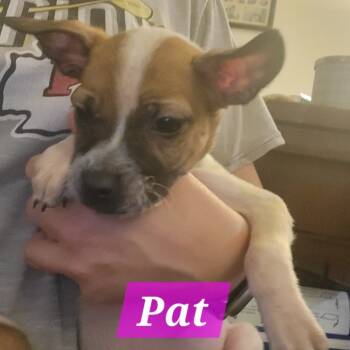 Rescue Chihuahua and Mixed Breed Dogs for Adoption in Olathe, Kansas - Pat | PetCurious