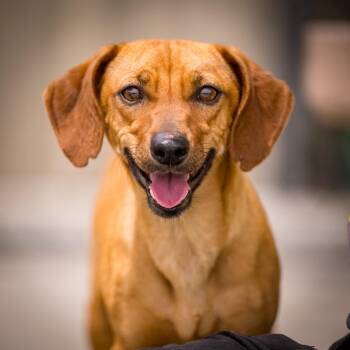 Chihuahua and Dachshund Dogs Available for Adoption in Twentynine Palms, California - Jack | PetCurious