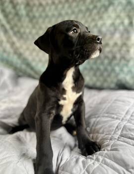 Labrador Retriever and American Staffordshire Terrier Dogs Available for Adoption in Gulfport, Mississippi - Brownie | PetCurious