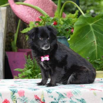 Pekingese and Mixed Breed Dogs Available for Adoption in Wake Forest, North Carolina - Rika | PetCurious