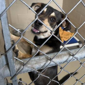 Lefty 260330 -  Mixed Breed Dog for Adoption in Gladstone, Michigan - Lefty 260330 | PetCurious