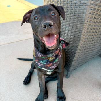 Leia -  Pit Bull Terrier and Labrador Retriever Dog for Adoption in Riverside, California - Leia | PetCurious
