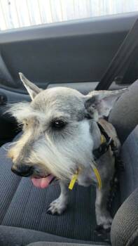 Schnauzer and Mixed Breed Dogs Available for Adoption in Severance, Colorado - Mattias | PetCurious