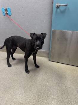 Rescue Boxer Dogs for Adoption in Las Vegas, Nevada - BEAR | PetCurious