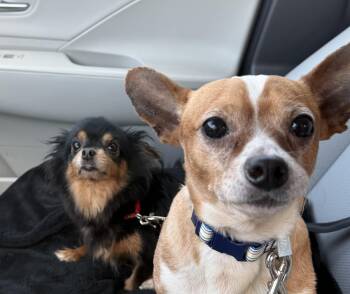 Chihuahua Dogs Available for Adoption - Tarzan & Jane | PetCurious