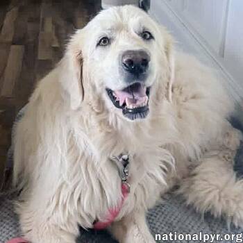 Minnie in TN - Super Sweet & Gentle -  Great Pyrenees Dog for Adoption in Beacon, New York - Minnie In TN - Super Sweet & Gentle | PetCurious