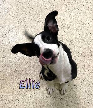 Ellie -  Hound Dog for Adoption in Muncie, Indiana - Ellie | PetCurious