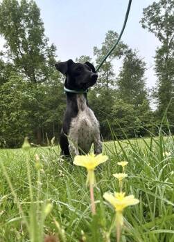 Dachshund Dogs Available for Adoption in Syracuse, New York - Sparkles | PetCurious