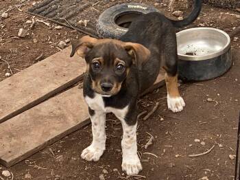 Rescue Australian Cattle Dog Blue Heeler Dogs for Adoption in Chinle, Arizona - Polly | PetCurious