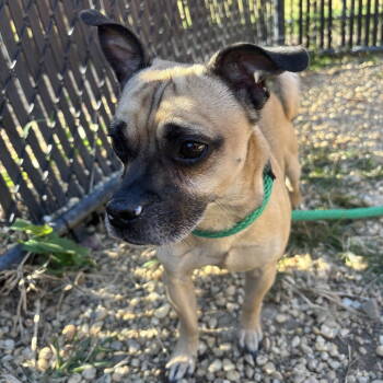 Rescue Mixed Breed Dogs for Adoption in New Castle, Delaware - Allen | PetCurious