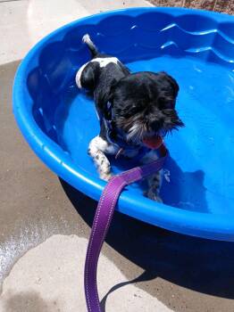 Shih Tzu Dogs Available for Adoption in Pueblo, Colorado - Jimini | PetCurious