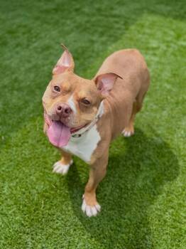 Kara -  American Bully Dog for Adoption in Delson, Quebec - Kara | PetCurious