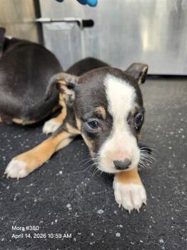 American Staffordshire Terrier Dogs Available for Adoption in San Antonio, Texas - DOLL | PetCurious