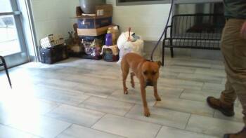 A1270409 -  Mixed Breed Dog for Adoption in Charlotte, North Carolina - A1270409 | PetCurious